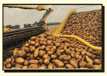 Speisekartoffeln im Verkauf Speisekartoffeln im Verkauf